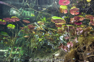 Turtle in Gran Cenote, Tulum Mexico by Alejandro Topete 